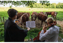Privé de public à cause de la crise sanitaire, ce violoncelliste joue pour des vaches